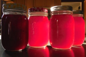 photo by Karen Molenaar Terrell