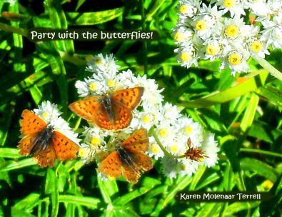 party with the butterflies