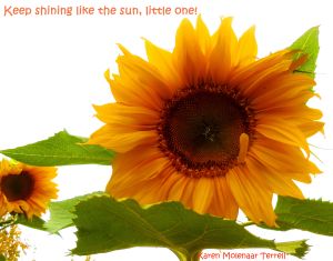 sunflower at the end of September