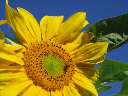 sunflower and bee