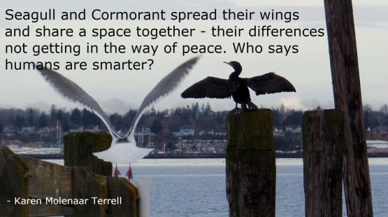 seagull and cormorant