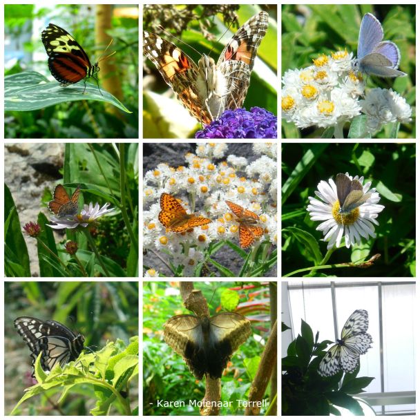 butterfly collage