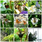 butterfly collage