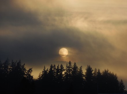sun through the fog in Bellingham