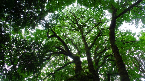 tree canopy.JPG
