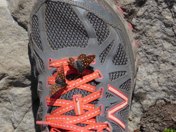 butterflies on my shoe luminex