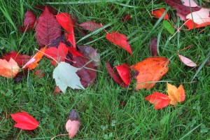 autumn leaves 3 this one