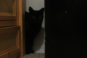 Sparky the black cat 2