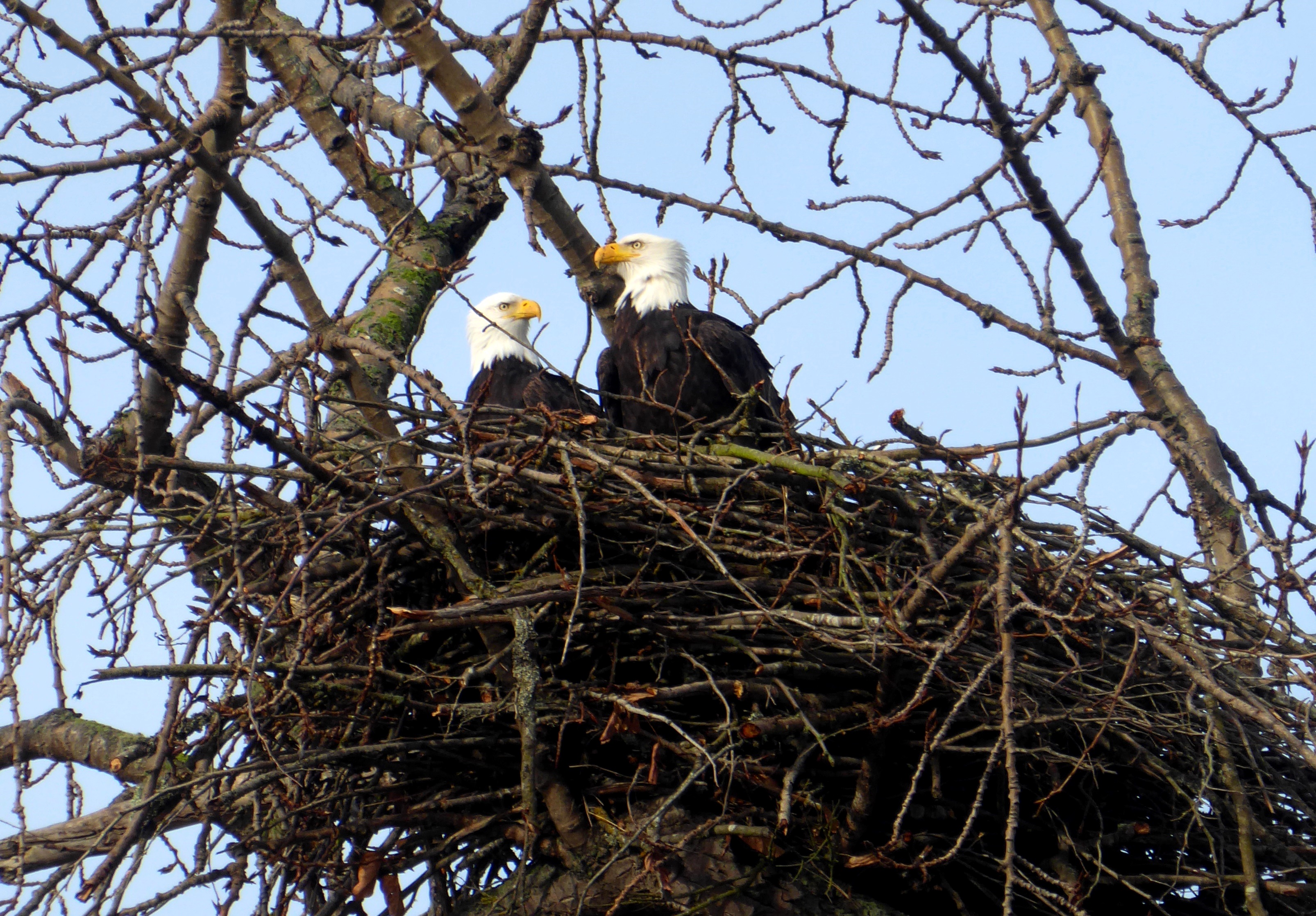 Two eagles in a nest in Bow, WA. Photo by Karen Molenaar Terrell.