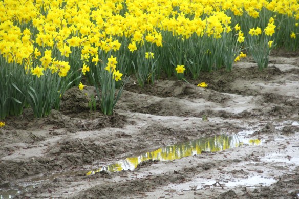 daffodil reflection this one