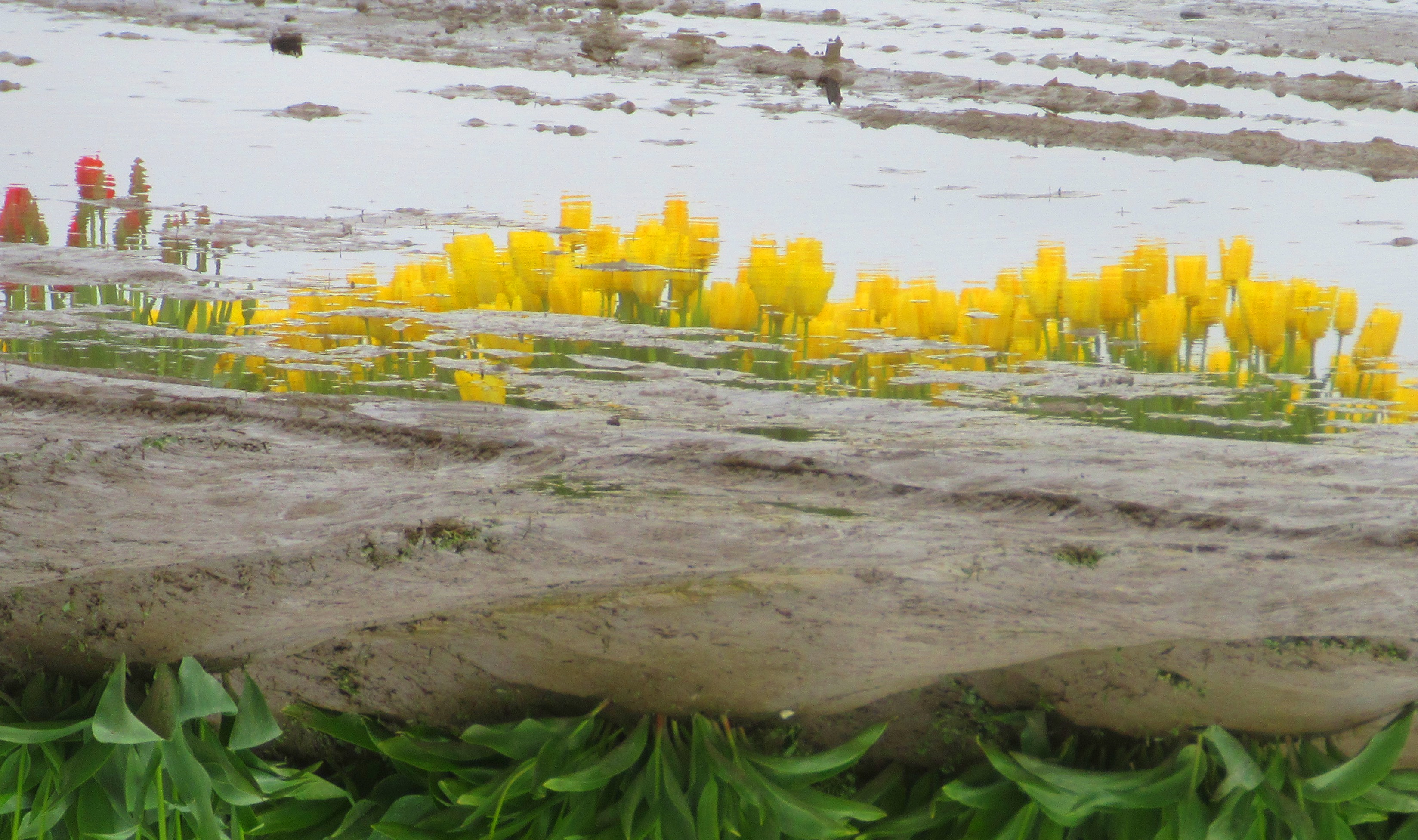 Flipped Tulip Reflection
