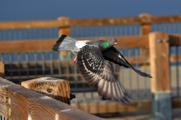 Pigeon Takes flight