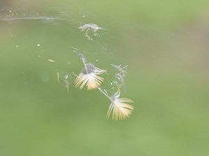 feathers on window photo by scott