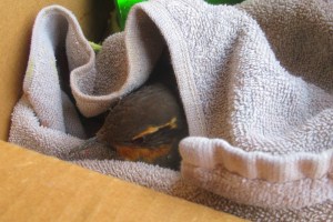 little bird who flew into our window