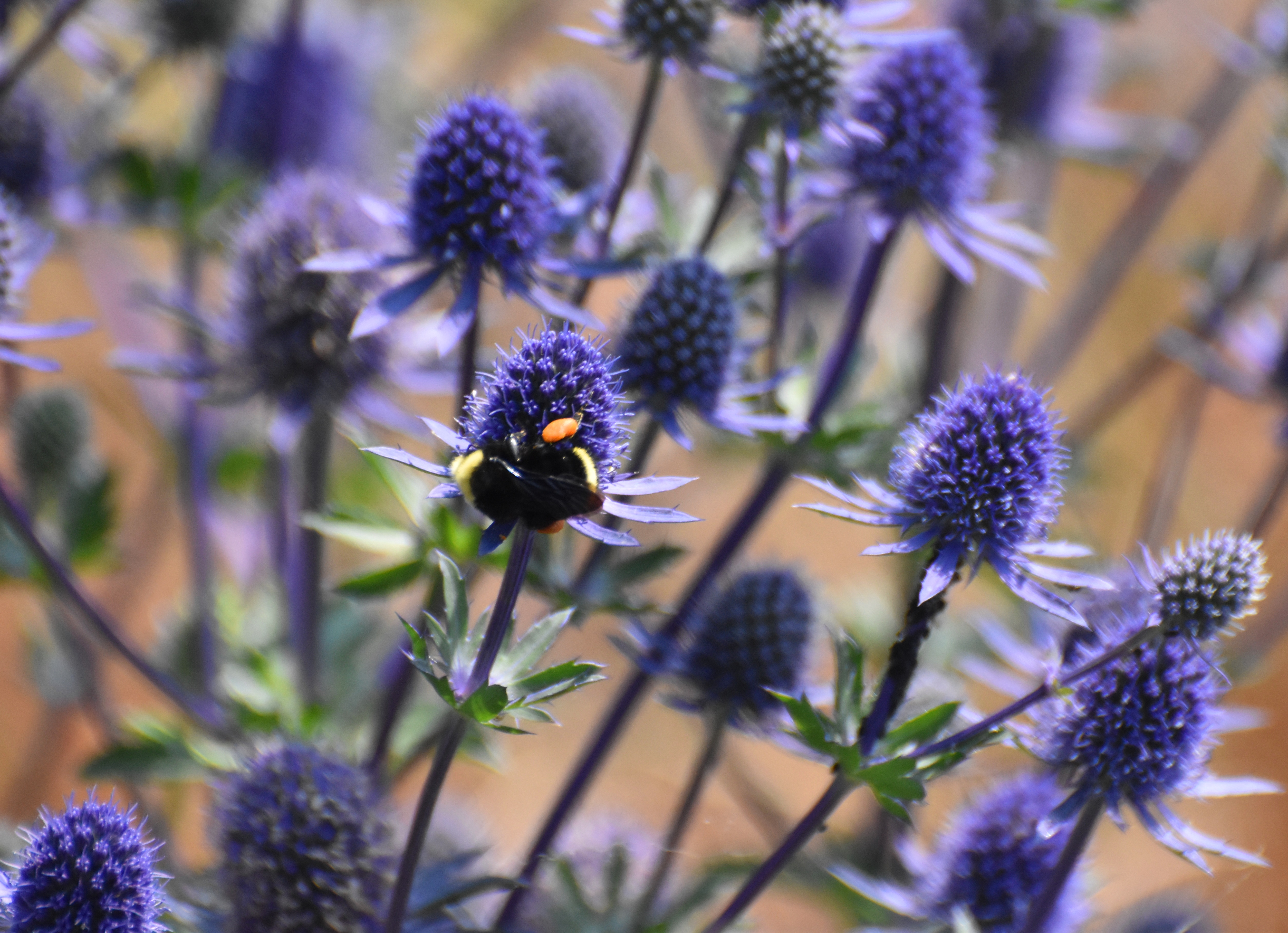 bee on sea blue holly thistle like this one really