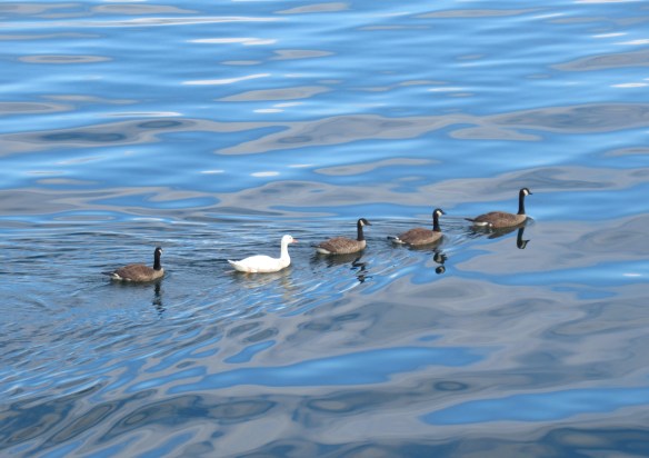 canada geese white goose maybe this one really