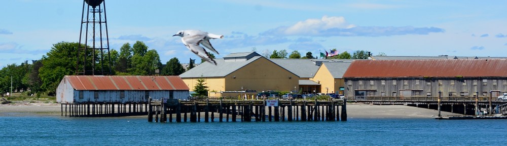 Gull in Blaine, Washington.